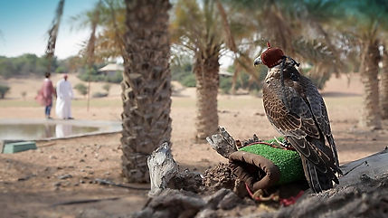 Al Maha desert resort, falcon